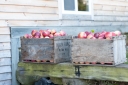 Filename=gould-hill-farm-1052.jpg
Filesize=643KiB
Dimensions=1064x708
Date added=Oct 14, 2017 gould-hill-farm-1052.jpg