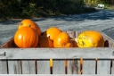 Filename=gould-hill-farm-1061.jpg
Filesize=798KiB
Dimensions=1064x708
Date added=Oct 14, 2017 gould-hill-farm-1061.jpg