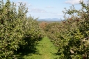 Filename=gould-hill-farm-1065.jpg
Filesize=1108KiB
Dimensions=1064x708
Date added=Oct 14, 2017 gould-hill-farm-1065.jpg