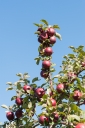 Filename=gould-hill-farm-1069.jpg
Filesize=716KiB
Dimensions=708x1064
Date added=Oct 14, 2017 gould-hill-farm-1069.jpg