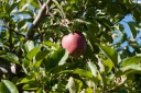 Filename=gould-hill-farm-1070.jpg
Filesize=749KiB
Dimensions=1064x708
Date added=Oct 14, 2017 gould-hill-farm-1070.jpg
