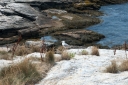 Filename=pcm-isle-of-shoals-2350.jpg
Filesize=961KiB
Dimensions=1064x708
Date added=Jul 17, 2012 pcm-isle-of-shoals-2350.jpg