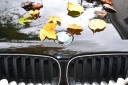Filename=Show___Shine_2012_085.JPG
Filesize=5004KiB
Dimensions=4608x3072
Date added=Oct 08, 2012 Show___Shine_2012_085.JPG
